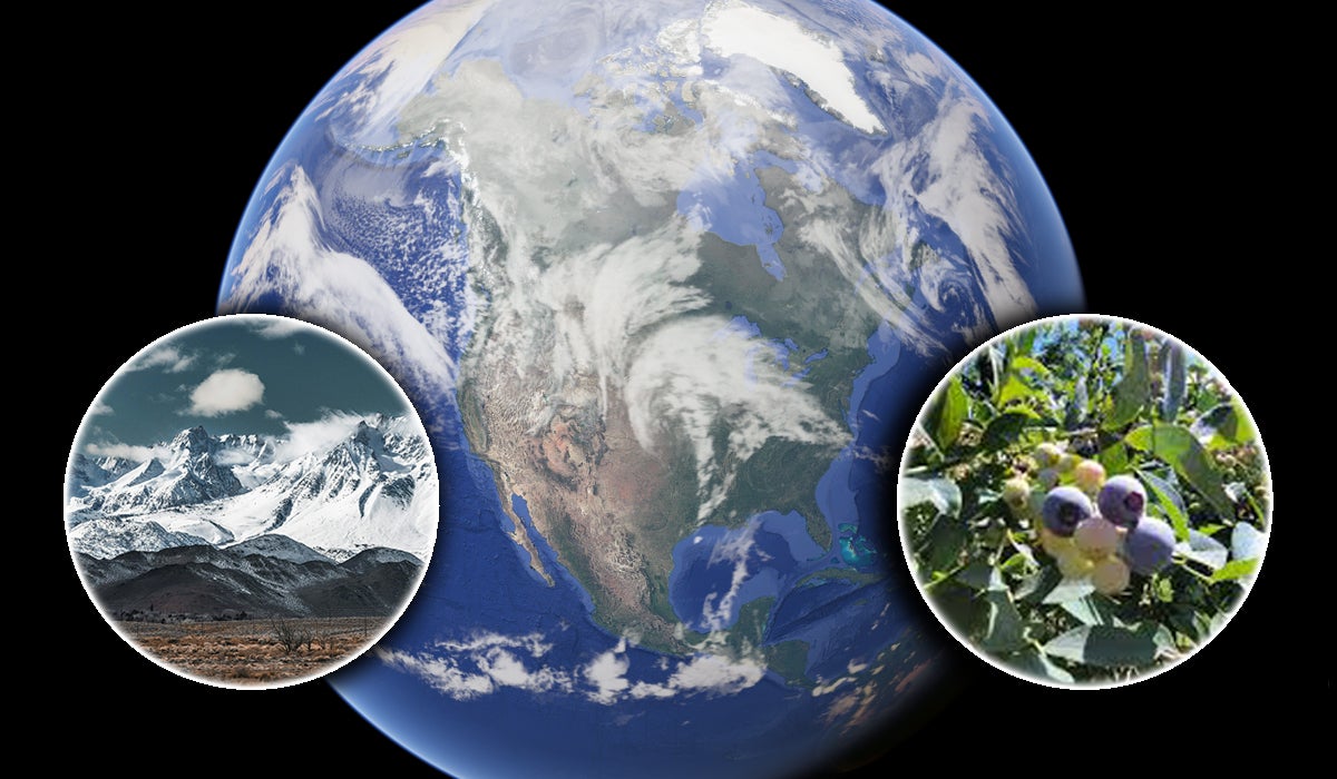 A photo of the Earth from space with a photo of the ocean and a photo of seeds in a bush. 